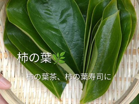 柿の生葉10枚🌿手作り柿の葉茶、柿の葉寿司、天ぷら等に🌿豊富なビタミンC（レモンの10〜20倍）免疫力アップや美肌効果☆熱に強く体内でビタミンCに変わる「プロビタミンC」自然栽培☆農薬、除草剤等不使用