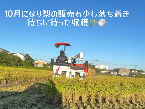 新米 令和7年度産【もりのくまさん】白米10キロ 熊本の地下水使用