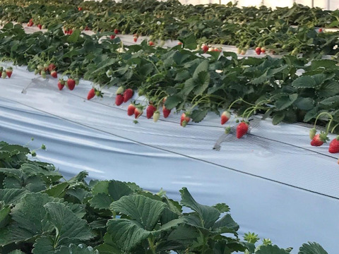 【ギフト】よつぼし・とちあいか食べ比べセット