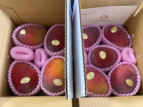 【順次発送中】県知事賞受賞 サンライズファームのご自宅用マンゴー【約2kg】✕2箱