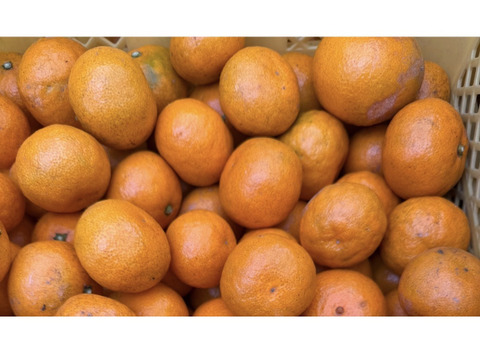 【数量限定】〈小玉・訳あり〉味が濃い！瀬戸内育ち 石地みかん５㎏｜今が最旬！！濃縮甘み✨