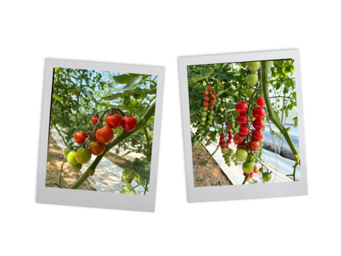 【お得！5種類おまかせパック】
  農薬不使用    ミニトマト1.3kg