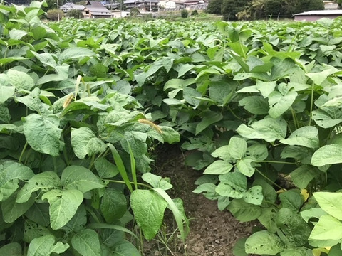 丹波産の丹波黒枝豆！特別割引価格！(食べチョク初出品の為)【枝付き】750g×1袋　農薬/化学肥料/除草剤不使用、真心こめて育てました！今だけの特別な味をぜひ！『10月中旬より発送』『数量限定』