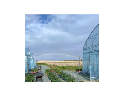 【お得！5種類おまかせパック】
  農薬不使用    ミニトマト1.3kg