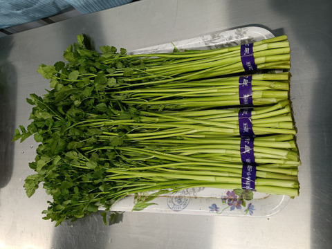 芽吹いたばかりで、柔らかく
香りが強いのが特徴の『春ぜり』
🌿南三陸町産のせり🌿　
1kg（２００g✕５束入り）