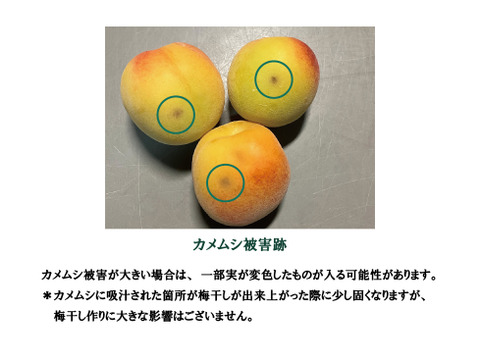 完熟紀州南高梅 1kg「節減対象農薬：栽培期間中不使用」「梅干し用