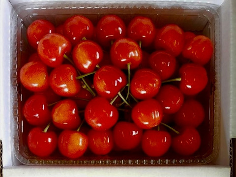 山形県産さくらんぼ　佐藤錦　1kg