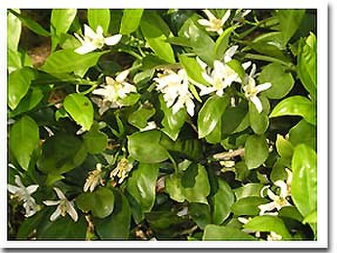 爽やか風味！濃厚な味わいヒメマル【はれひめ】家庭用・５Kg