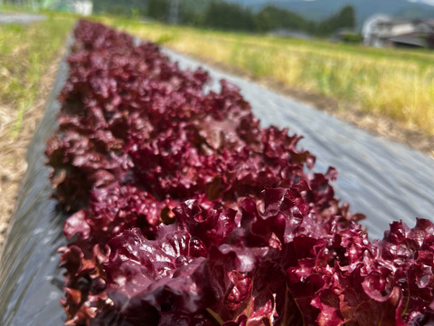 朝採れ！自然栽培の極上サニーレタス　250g×6個セット