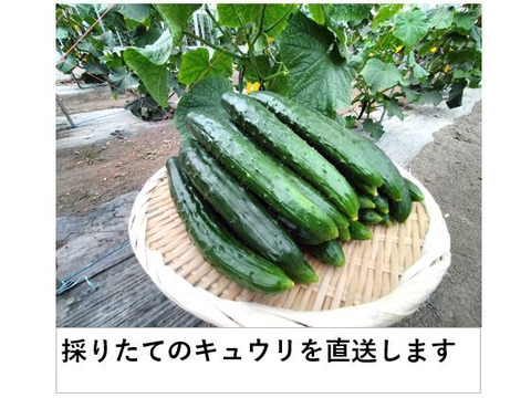 朝採りシャキッとパリッとキュウリ 鮮度抜群！12本/約1kg