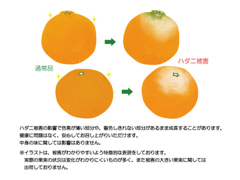 超大玉はるみ　約3.5ｋｇ（正味）
