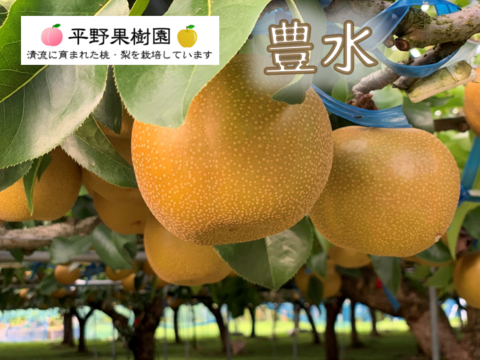 昨年大好評！『清流球磨梨』豊水　約10kg【5kg箱(5〜14個入り)を2箱重ねてお届け】