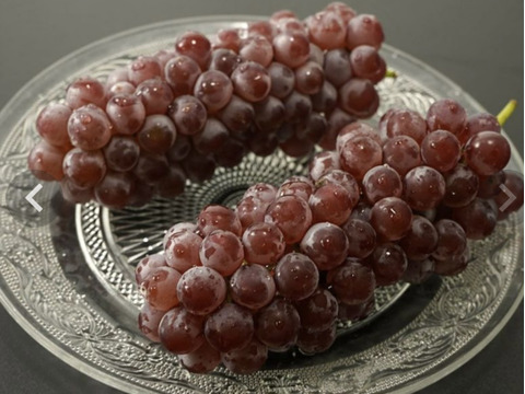 デラウェア⭐︎ドッサリ12房前後（約2kg）樹上完熟ぶどうデラウェア朝採り当日発送！山形県おきたま高畠産