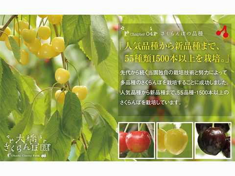 佐藤錦500ｇ【予約販売】北海道・芦別産【大橋さくらんぼ園】