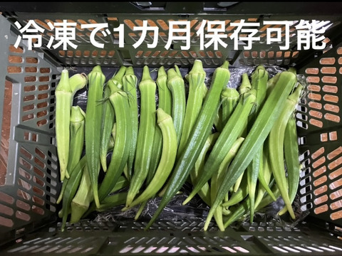 飯島農園の大長五角オクラ ビッグフィンガー 500g