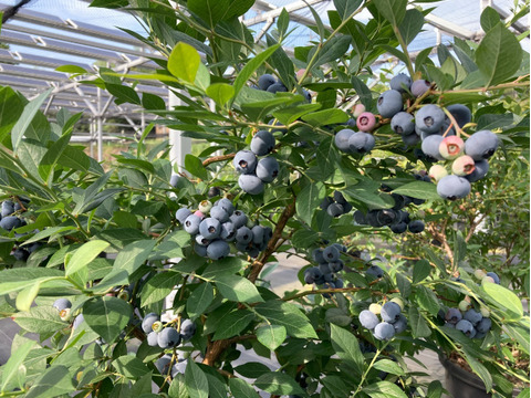 【今夏、最後の出品です！】大粒　冷凍ブルーベリー　1.5kg 品種ミックス　アイス好きな方におススメです。