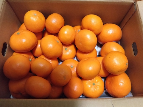 ラスト２　希少品種　爽やかな香り　はれひめ　家庭用Ｂ品　箱込み 4.5キロ