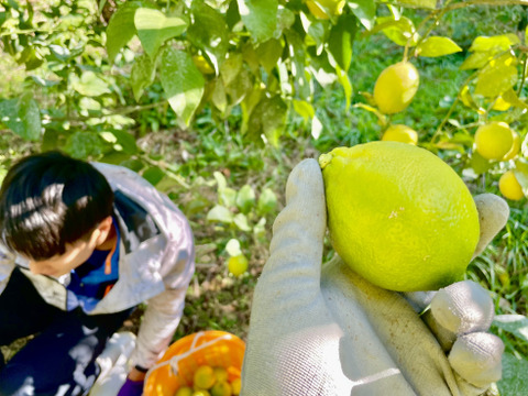 爽やか果汁！国産レモン（贈答用） 3kg