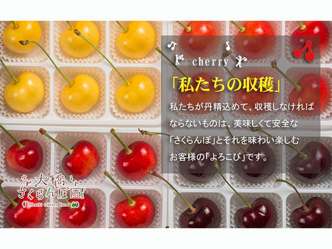 4色セットプレミアム24粒【予約販売】北海道・芦別産【大橋さくらんぼ園】７月下旬頃～発送