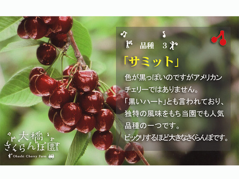 日本一の大玉人気品種・美しい・美味しいサミット0.5kｇ【予約販売】北海道・芦別産さくらんぼ【大橋さくらんぼ園】７月下旬頃～発送予定