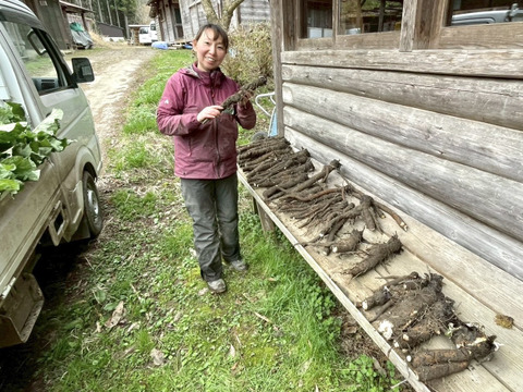 【京都美山】田歌の周年ごぼう　1kg