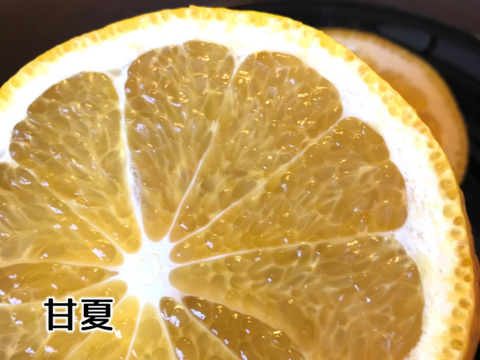 【数量限定】 仲屋の柑橘4種 食べ比べセット 1.5kg 仲屋 海瀬農園  バラエティセット 黄金柑や国産レモンなど 希少品種含む 詰め合わせ！