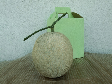 甘い！大玉ご家庭用メロン（アールスメロン1.6㎏以上1玉）
