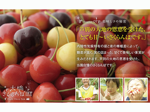 日本一の大玉人気品種・美しい・美味しいサミット0.5kｇ【予約販売】北海道・芦別産さくらんぼ【大橋さくらんぼ園】７月下旬頃～発送予定