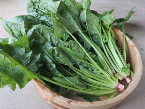 アクがなく下茹で不要！【ほうれん草】１kg