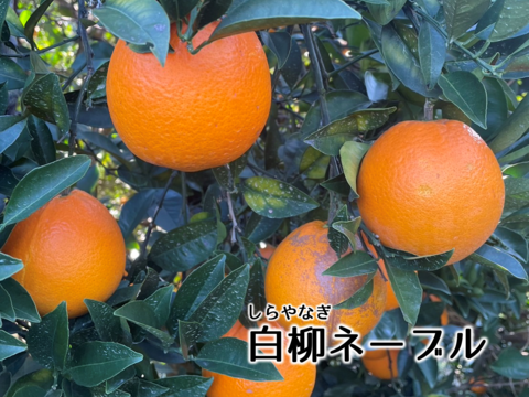 【アワード受賞】3/28より順次発送 仲屋の柑橘5種 食べ比べセット 約2kg 仲屋 海瀬農園 バラエティセット 希少品種含む 詰め合わせ