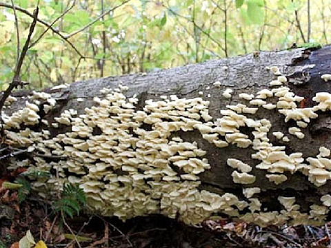 ぶなかのか(ぶなはりたけ)500g～  お味噌汁・油炒め・煮物に最適