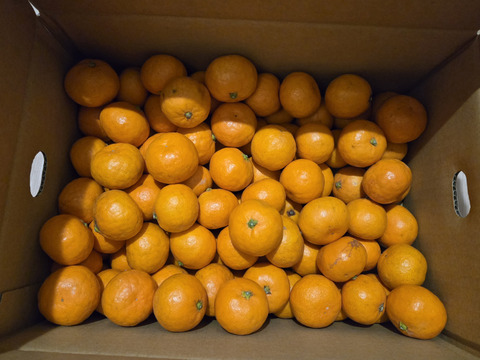 【お待たせしました】
5キロ箱【超小粒】
見た目より味が濃い♪
まーくん家のちっちゃなみかん