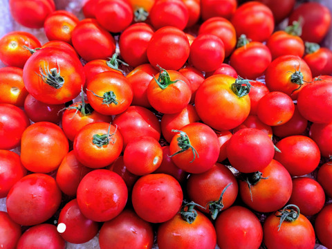 夏の霧のトマト　1.5㎏バラ売り