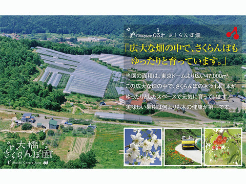 紅秀峰500ｇ【予約販売】北海道・芦別産【大橋さくらんぼ園】7月中旬頃～発送予定