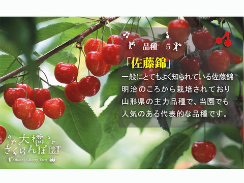 佐藤錦1kｇ【予約販売】北海道・芦別産【大橋さくらんぼ園】