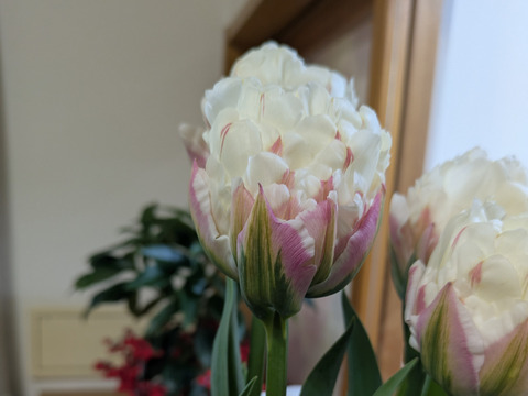 【限定10個】球根付きチューリップ　”アイスクリーム3本※北海道・沖縄県配送不可※