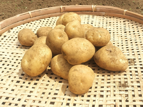 【農薬化学肥料不使用】【訳あり】昔ながらのホクホク系じゃがいも 男爵  新じゃが 箱込み5.0kg