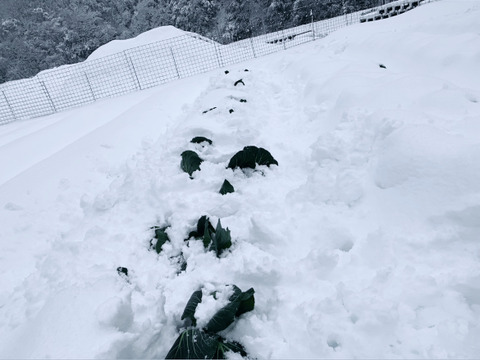 【冬ギフト】「冬季しか食べられない、越冬キャベツのお届けに参りました」　≪雪国で育まれた甘みたっぷりのキャベツ≫　兵庫県香美町産「雪ぶとんキャベツ」（５玉)