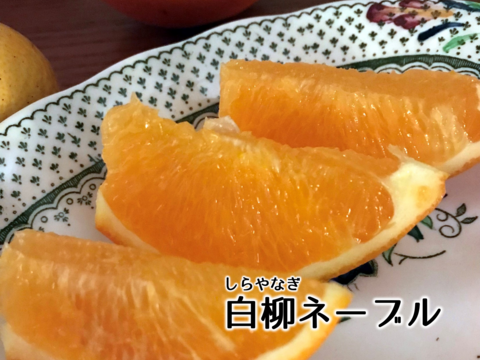 【アワード受賞】3/28より順次発送 仲屋の柑橘5種 食べ比べセット 約2kg 仲屋 海瀬農園 バラエティセット 希少品種含む 詰め合わせ