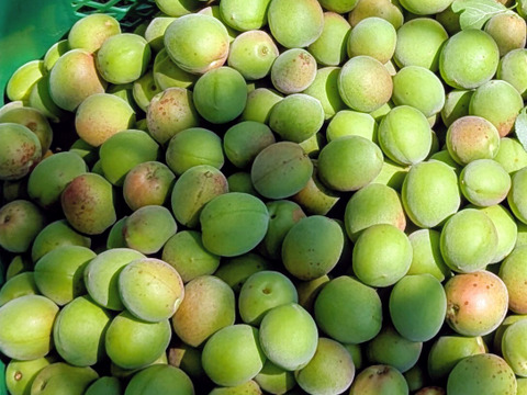 栽培期間中農薬不使用　群馬県産　青梅2キロ