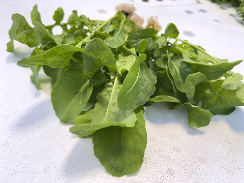 【農薬化学肥料不使用】ダイくんちの野菜！独特な辛みがアクセント！ルッコラ　1箱6袋（1袋6本）