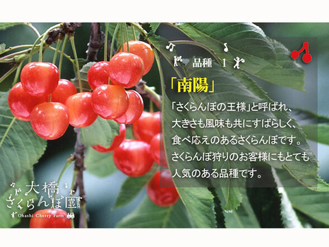 4色セット2ｋｇ【予約販売】北海道・芦別産さくらんぼ【大橋さくらんぼ園】7月下旬～発送