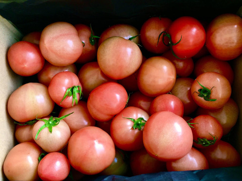 大玉トマト（小ぶり）2K。食べて納得！ポットファクトリー産、朝採れ当日出荷！