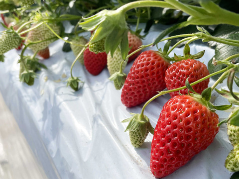 山梨県産【紅ほっぺ】冷凍いちご250g(訳あり)