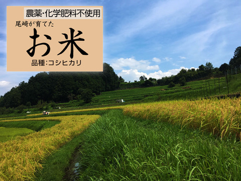 ◆令和7年新米◆農薬化学肥料不使用◆白米粒が光る最高級棚田米 滋賀県大津産 白米4kg