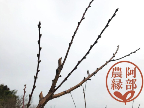 【春を告げる限定セット】福島の桃の枝＆桃の無水コンポート2種　自宅で桃の花が楽しめます