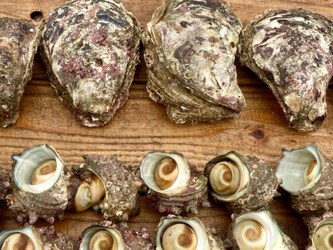 【限定品】天然岩牡蠣（小〜中）6枚 ＋ サザエ（中）15個【平良丸⛴夏の感謝祭🎆】