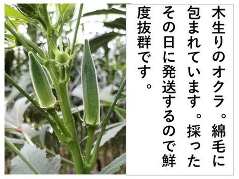 オクラ 柔らかトロうま！口の中で弾けるプチプチの種！＜20本/約250g＞