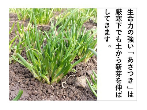 あさつき【キュルッと食感、ほっこりする甘さ】＜約800g＞