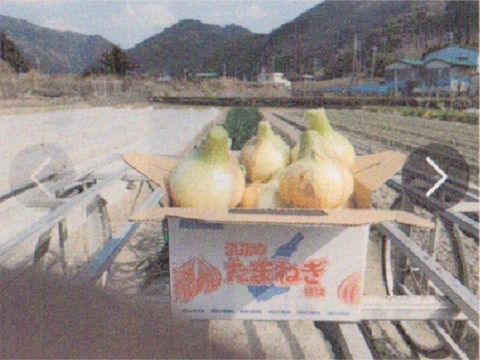 淡路産 新玉葱 ５Kg 箱入り　　サラダで美味しい